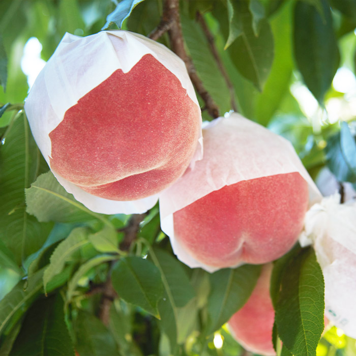 【定期便9回】フルーツ沢山！まんぷく三昧セット (桃・ぶ