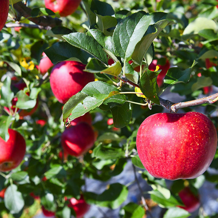 山形市産 家庭用 【訳あり・ふじりんご】10kg (32～56玉)※数
