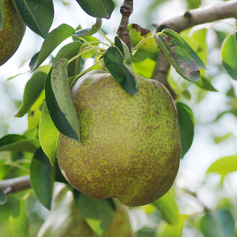 【定期便4回】やまがた 秋の贈り物定期便【令和8年産先行
