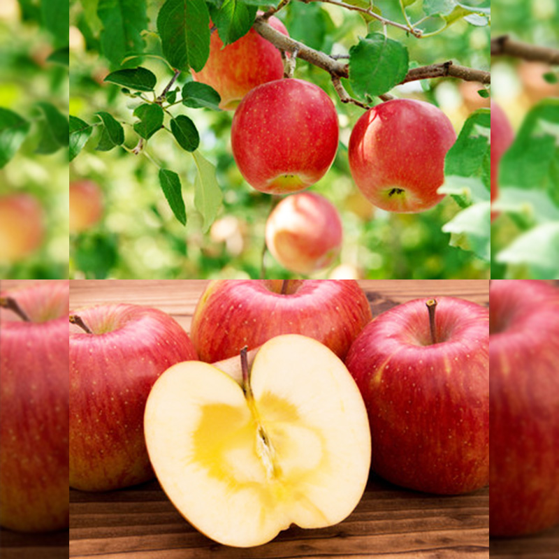 【定期便3回】やまがた 収穫の秋定期便【令和8年産先行予