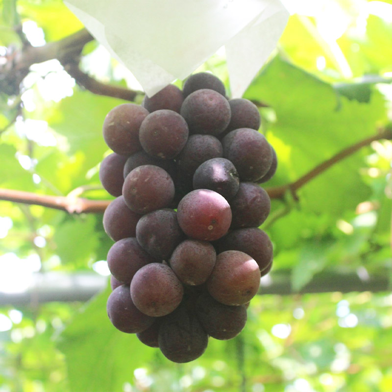 【定期便7回】七つ星フルーツ便【令和8年産先行予約】FS25-6