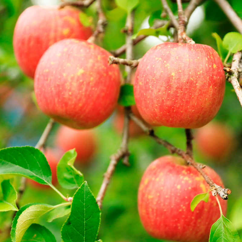 【定期便4回】６種を味わうフルーツの楽園Ａ【令和8年産先