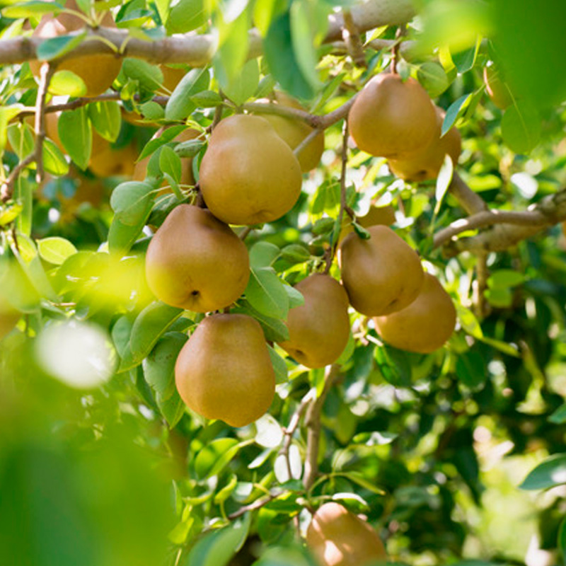 【定期便3回】ノノハナフルーツ やまがた緑の定期便【令和