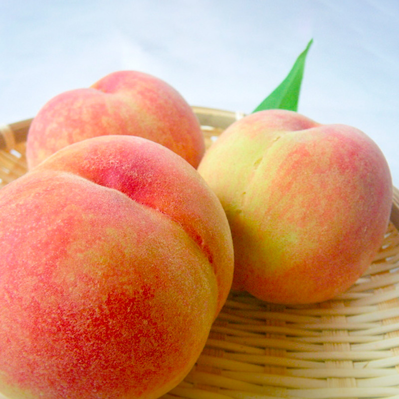 【定期便3回】人気フルーツ まるかじり定期便 FY25-826