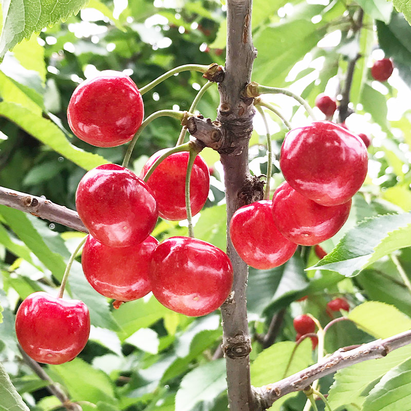 さくらんぼ 「佐藤錦」 300g 特秀品 2Lサイズ 桐箱入 山形産