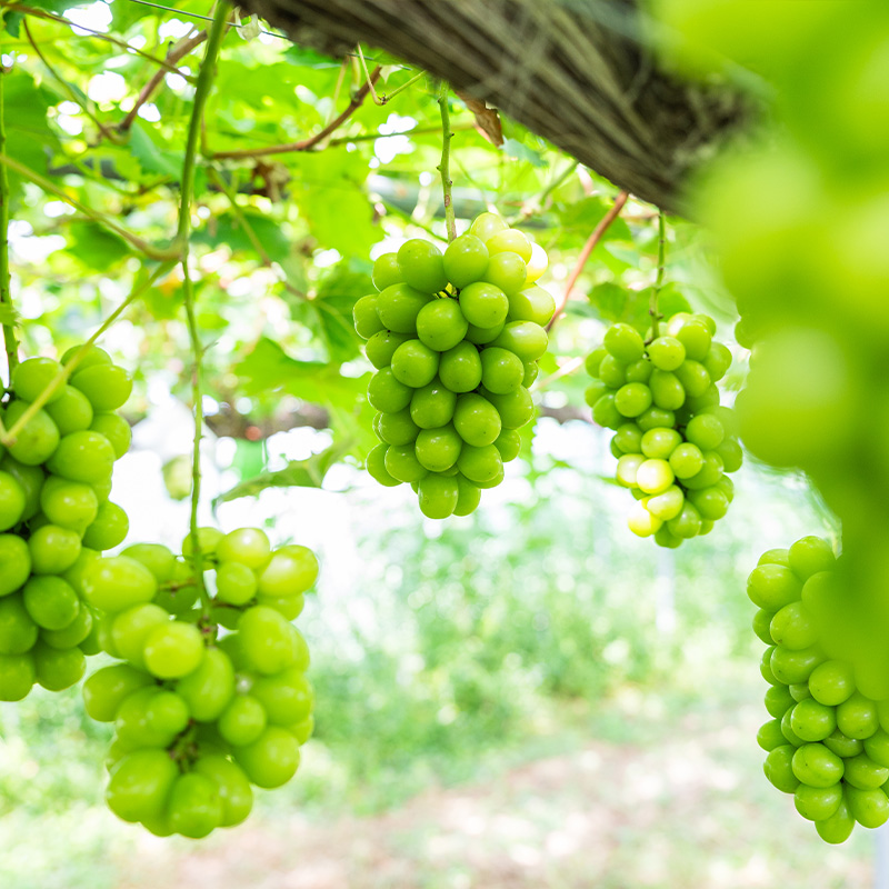 【厳選の1房】こだわりの シャインマスカット 600g以上 山形