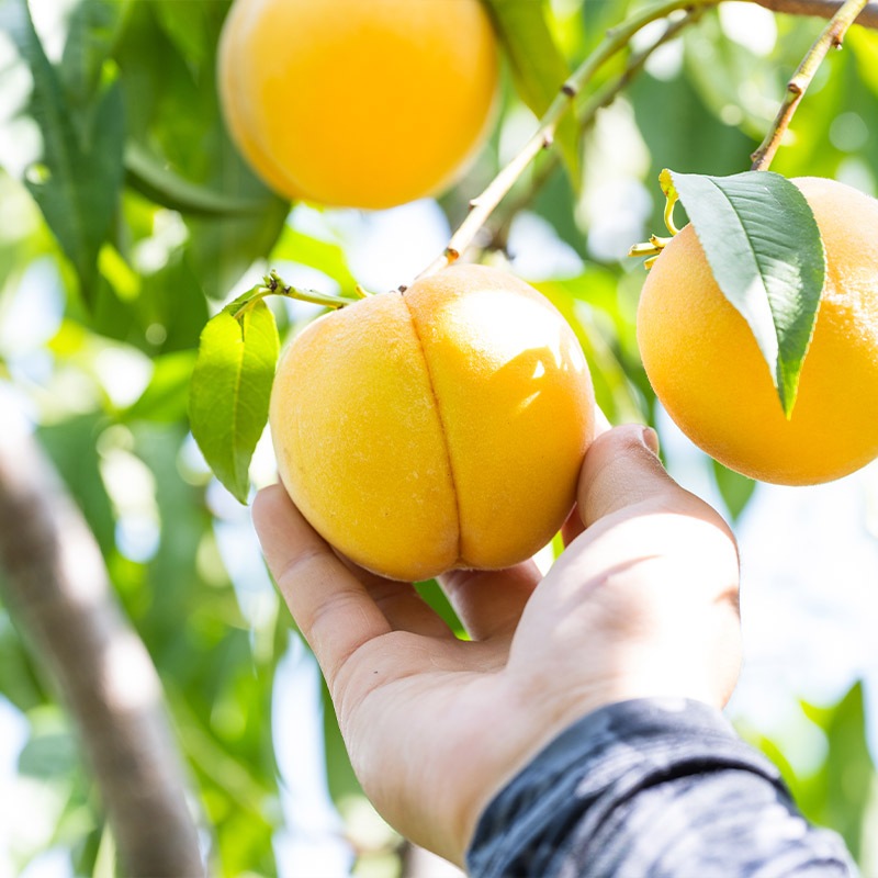 山形産 柔らかめ 「黄桃」 秀品 約2kg (5玉～8玉)【令和8年産