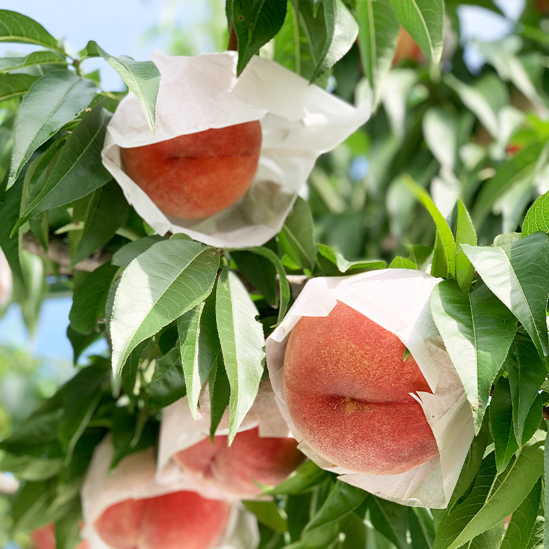 山形産 硬め 「白桃」 秀品 約2kg (5玉～8玉)【令和8年産先行