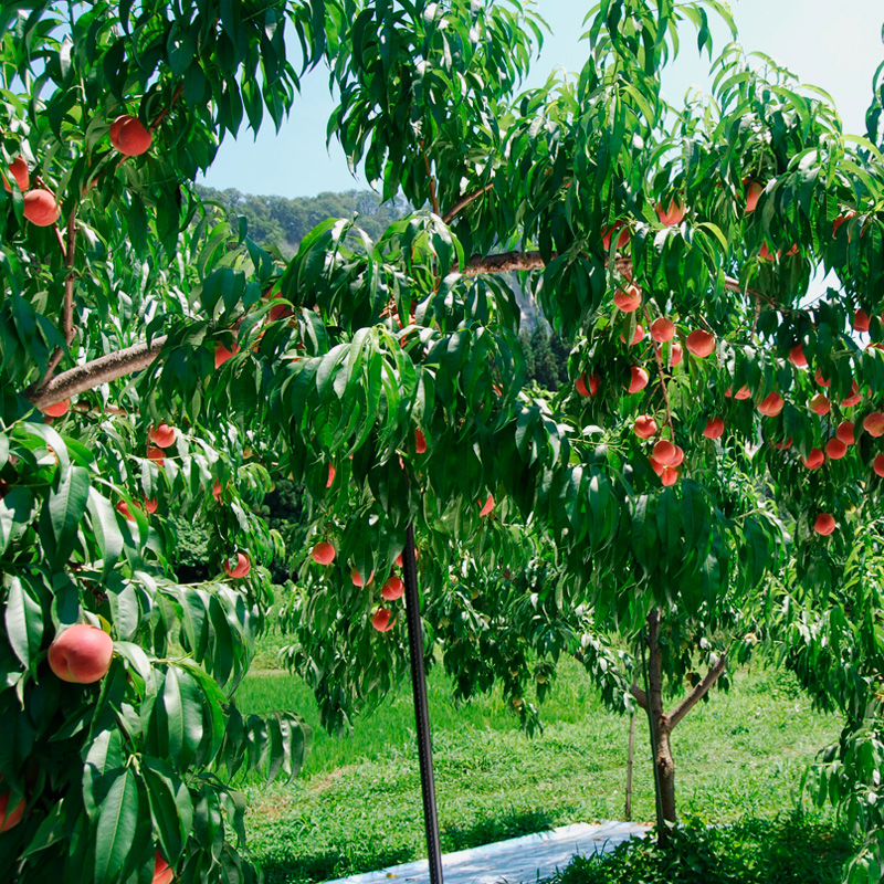 山形の川中島白桃 5kg (10～16玉) [柔らかくなる桃]【令和8年