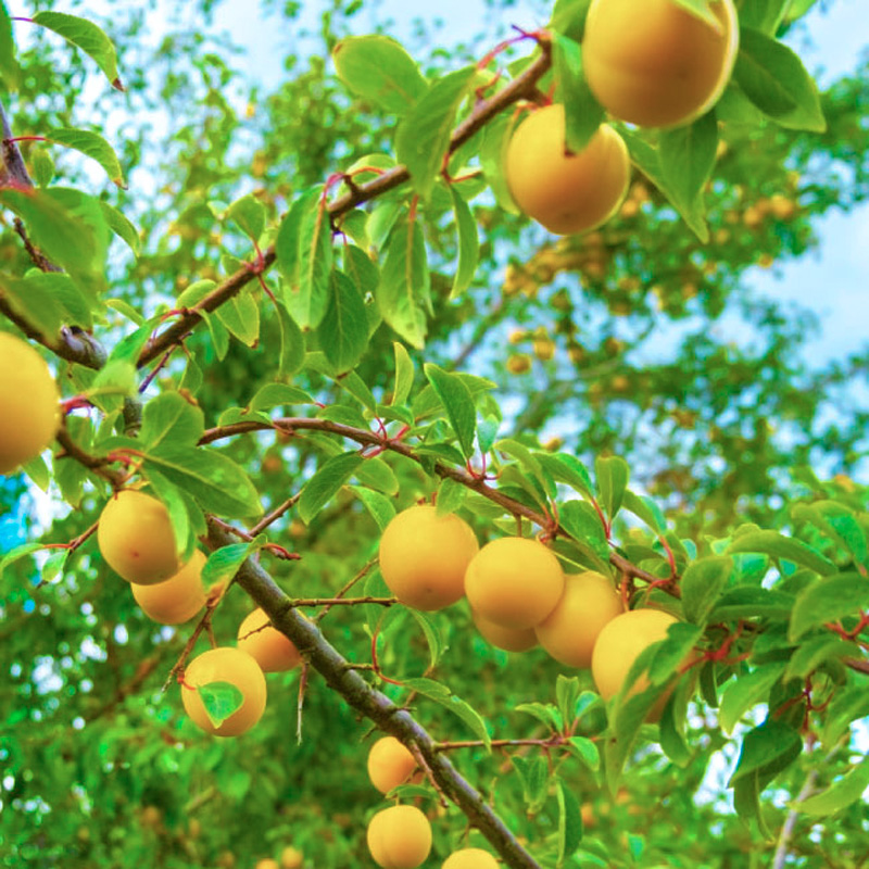 山形市産 黄桃 秀品 2kg(４～８玉) 柔らかくなる桃【令和8年
