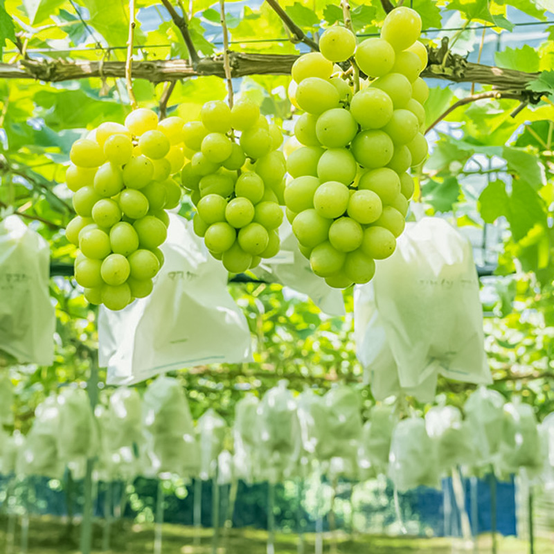 山形市産 大粒シャインマスカット 1kg以上 2房【令和8年産先