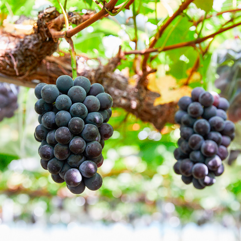 旬の桃と大粒ぶどうピオーネ 詰め合わせ 約3.5kg【令和8年産