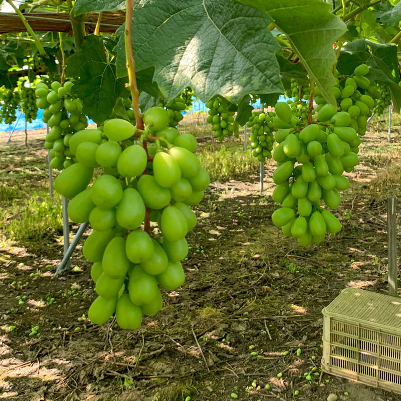[ご家庭用]山形産 シャインマスカット 約5kg (5房～11房） 【