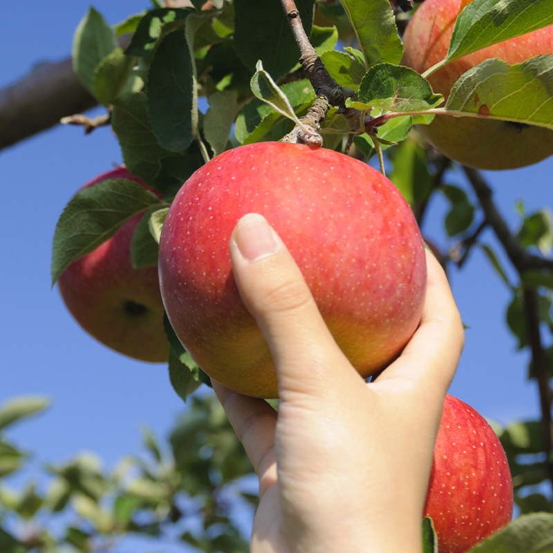 【定期便3回】心温まる冬の果実便【令和8年産先行予約】FS2