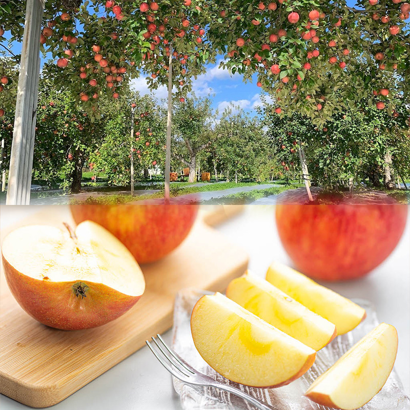 【定期便3回】桃・シャインマスカット・ふじりんご 旬の山