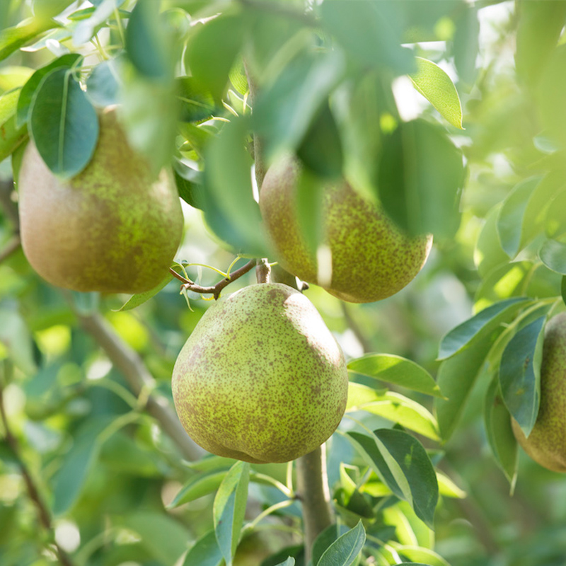 【定期便3回】味わうやまがた 満喫便 【令和8年産先行予約