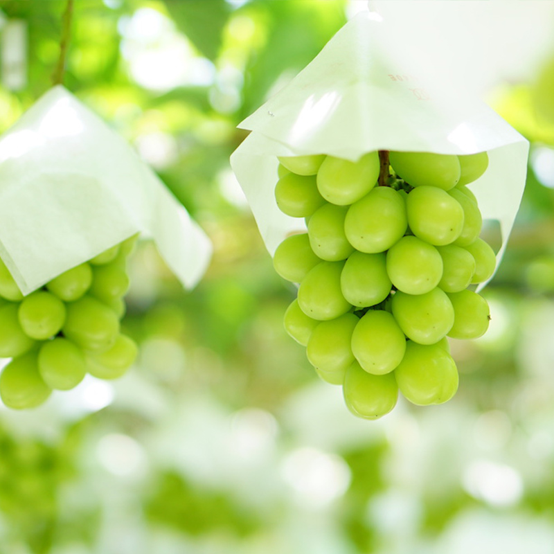 【定期便3回】ノノハナフルーツ さくらんぼからシャインマ