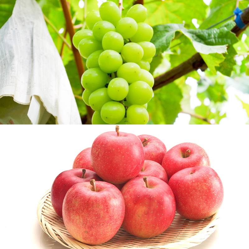 【定期便5回】フルーツ人気ランキング5便 【令和8年産先行