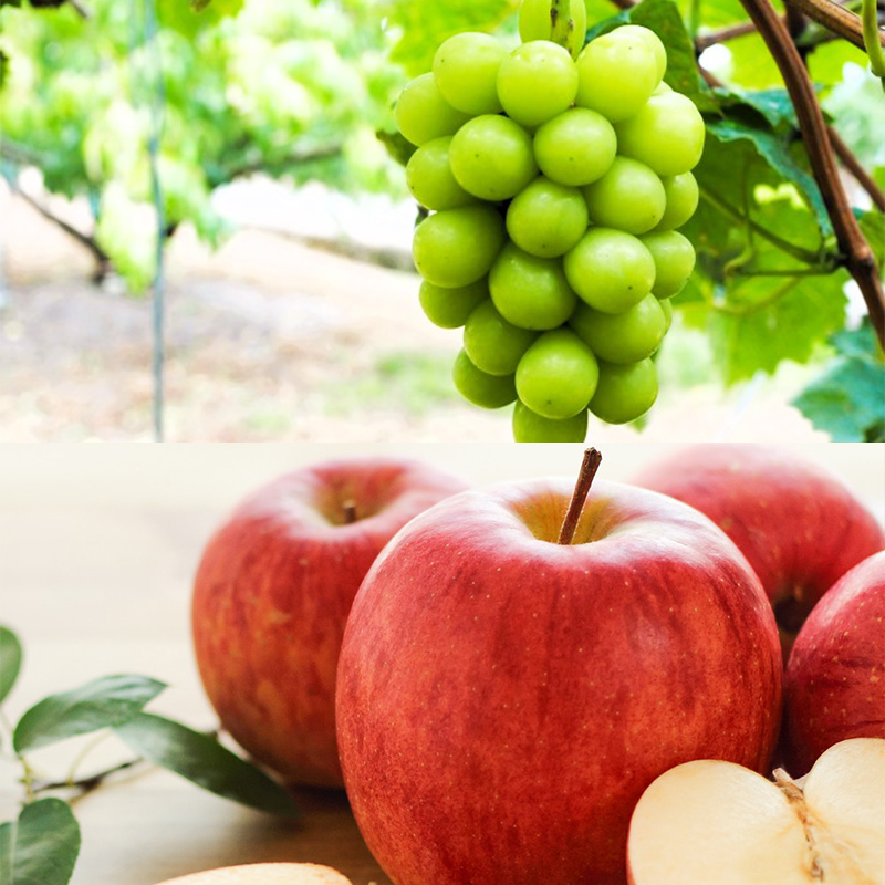 【定期便5回】至高の味わい便 極みミニ 【令和8年産先行予