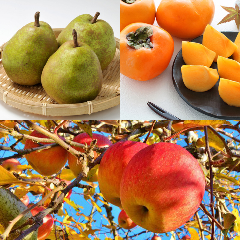 【定期便5回】至福の果実7種便 【令和7年産先行予約】FS24-78