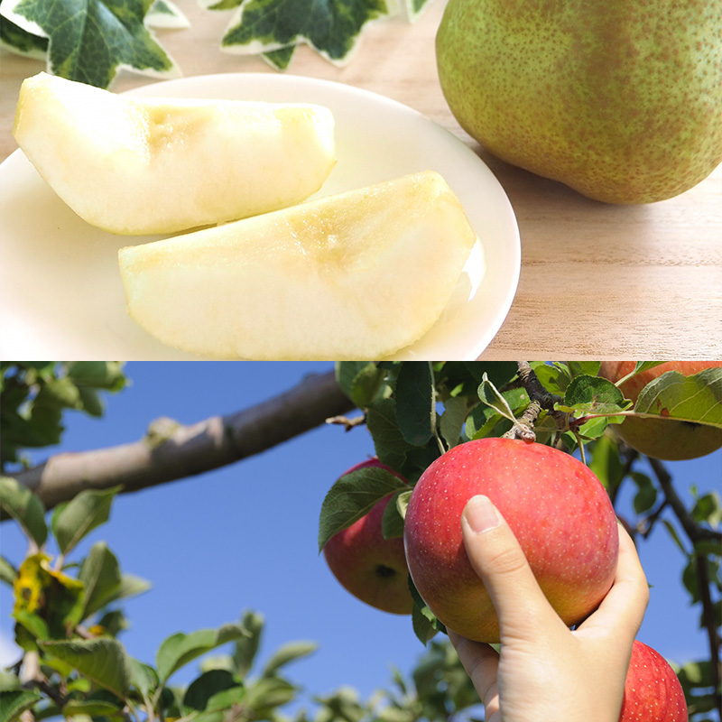 【定期便5回】秋冬フルーツの定番ベスト【令和8年産先行予