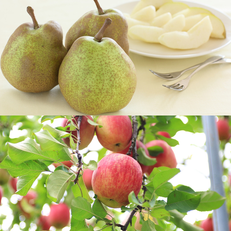 【定期便6回】至高の味わい便 極み 【令和8年産先行予約】F