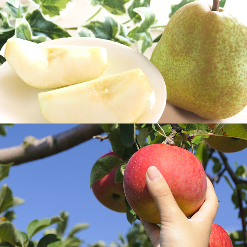 【定期便6回】山形 旬のくだもの 【令和8年産先行予約】FS24