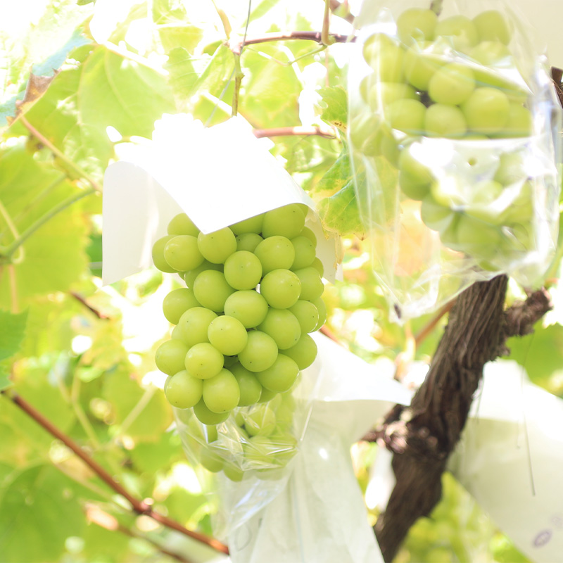 【定期便3回】山形旬果 3種 らんまん【令和8年産先行予約】