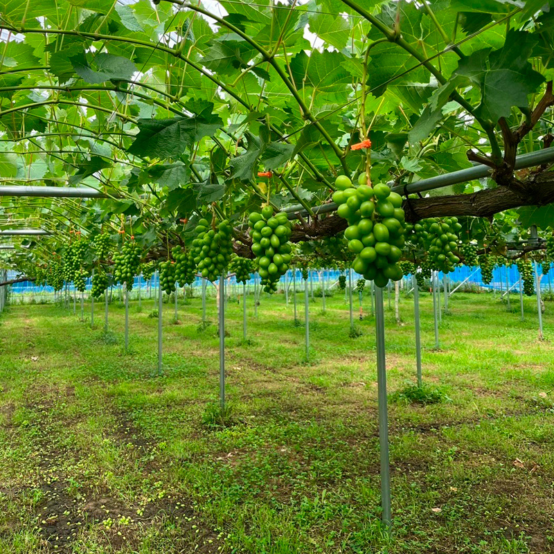 シャインマスカット 約700g 1房 【令和8年産先行予約】 FS25-58