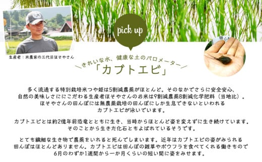 令和6年度産 山形産 「つや姫」5kg (玄米) 特別栽培米 8割減
