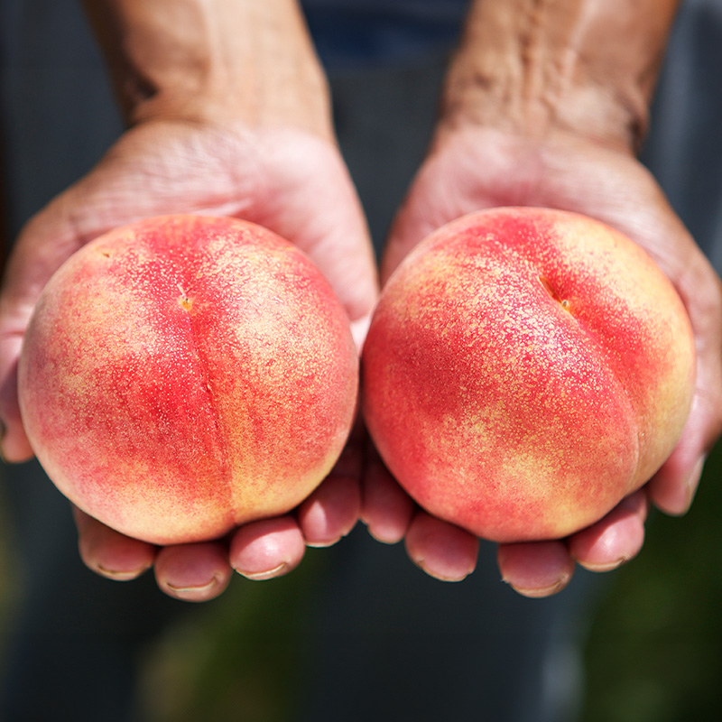 プレミアム白桃 秀品 約5kg (10～18玉) [柔らかくなる桃] 【令