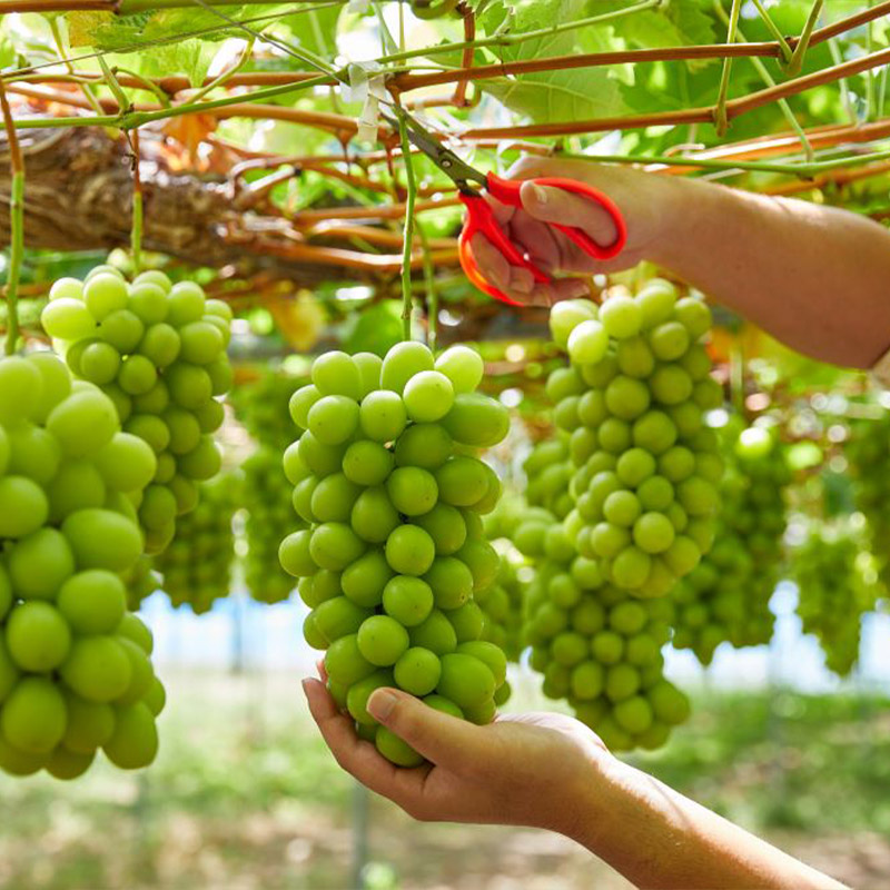 【定期便3回】山形の産直所で人気のベスト3！さくらんぼ・