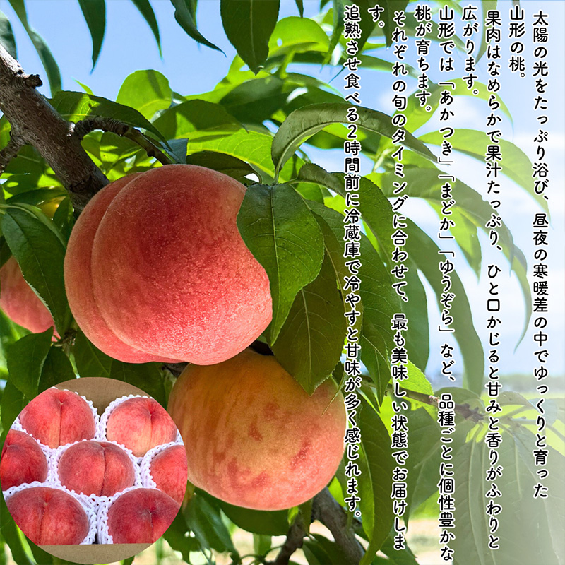 【定期便5回】やまがたを堪能！イチオシ定期便【令和8年産