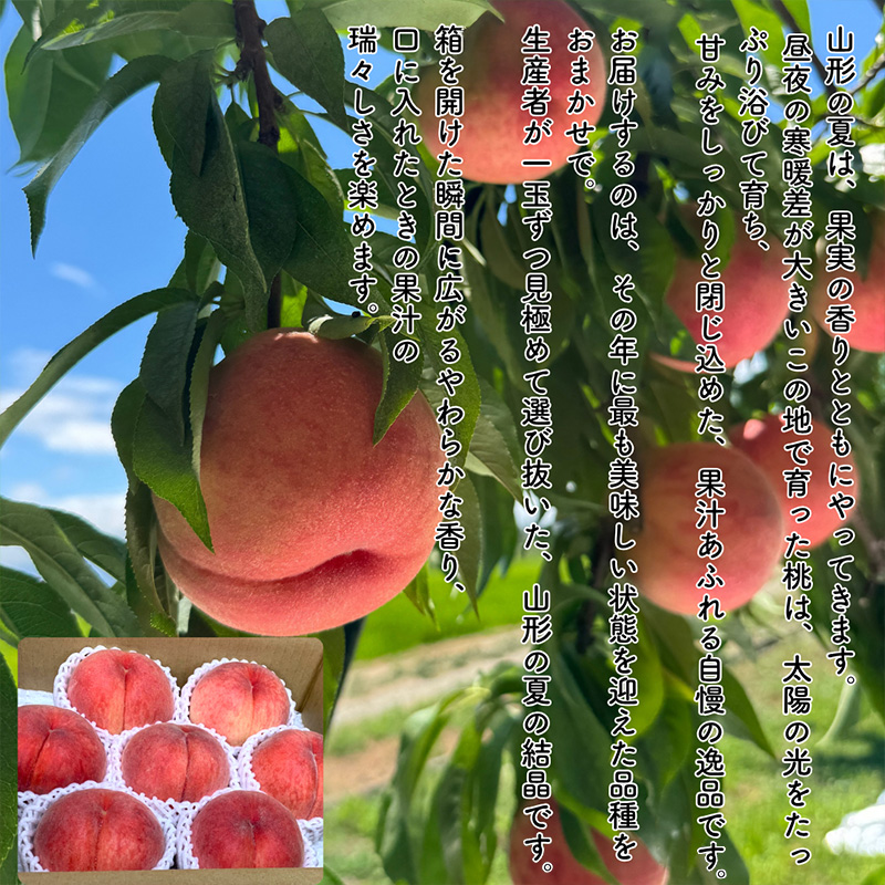 【定期便5回】やまがた果物歳時期 全5回定期便【令和8年産