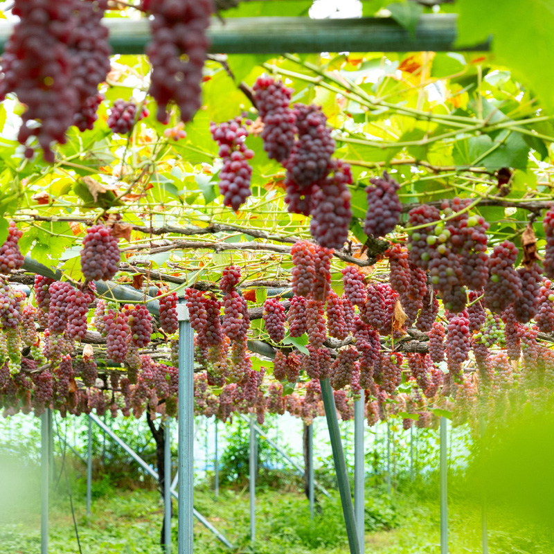 【月山 GASSAN】蔵王ナチュールデラウェア 山形のデラウエア