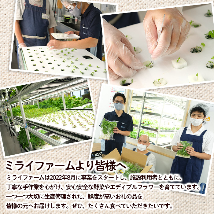 【ミライファーム】水耕栽培 野菜詰合せ おまかせ5品種【