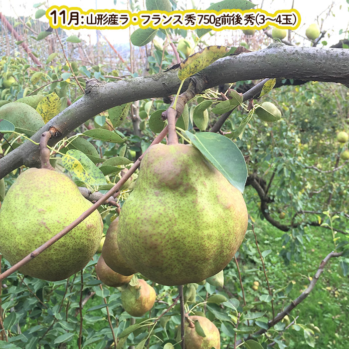 【定期便5回】～山形の魅力満開～5回定期便 FY23-701