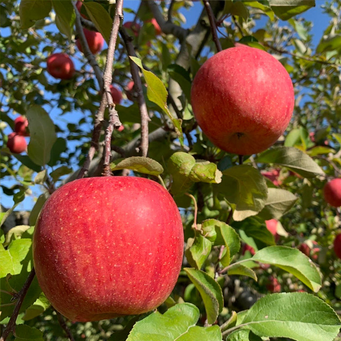 【定期便4回】初夏から冬まで！山形のくだもの便 【令和8