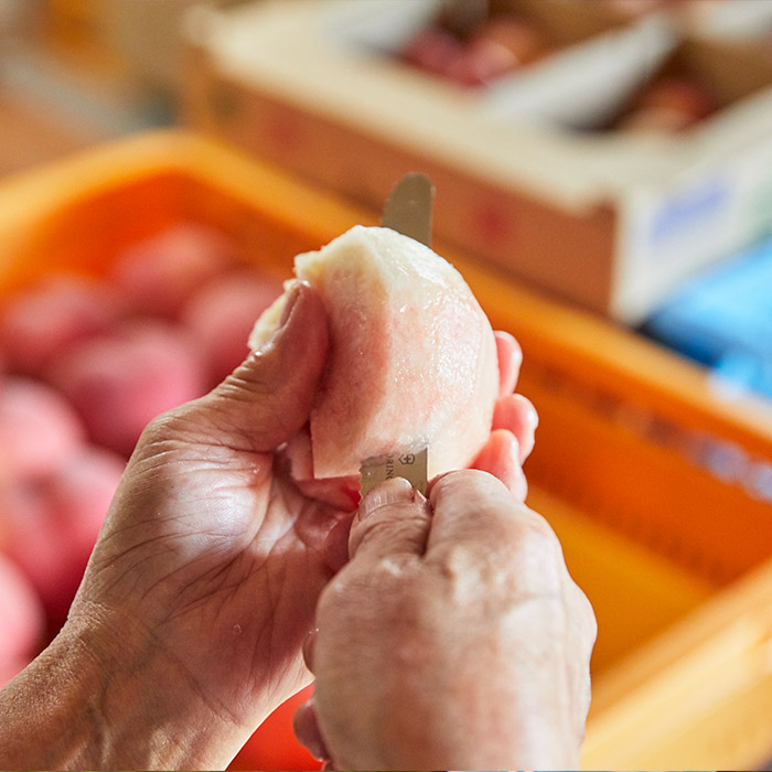 【定期便3回】たっぷり桃の食べ比べ定期便 【令和8年産先