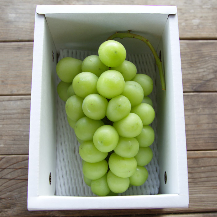 【定期便5回】山形果実の食べきり[乙女の定期便P] 【令和8