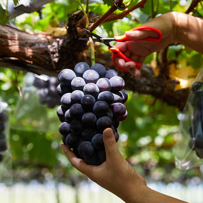 【定期便9回】フルーツ沢山！まんぷく三昧セット (桃・ぶ