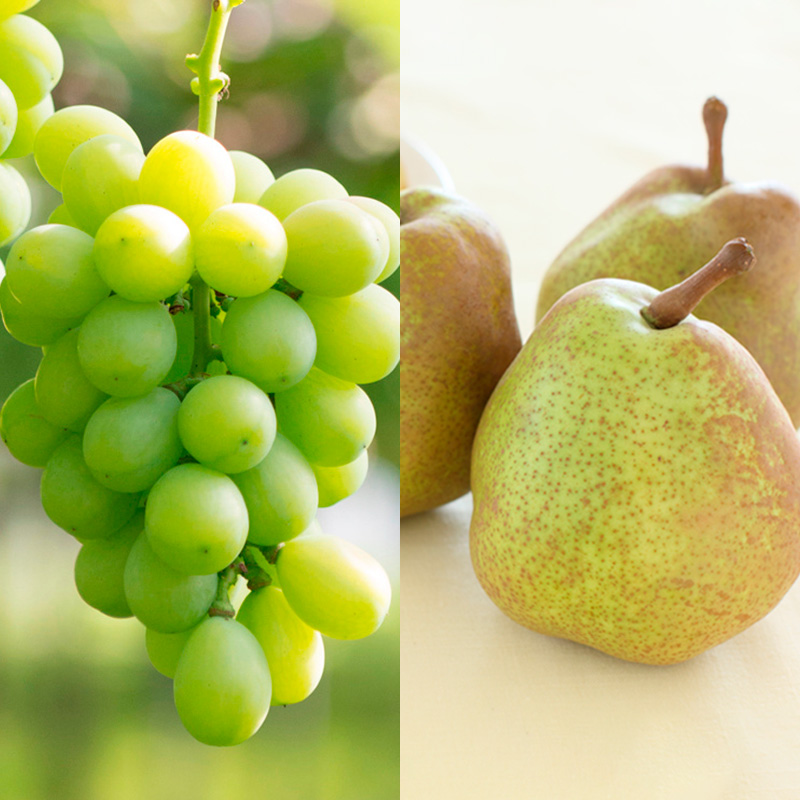 【定期便4回】シーズンまるごと！シャインマスカット 季節