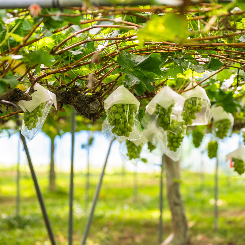 【満足の2～3房】こだわりのシャインマスカット 約1.2kg 山