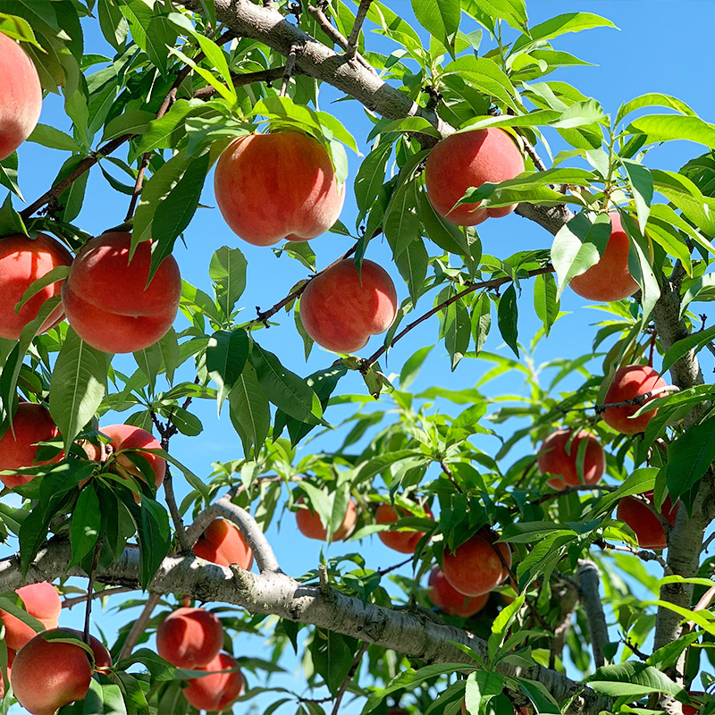 山形産 柔らかめ 「白桃」 秀品 約2kg (5玉～8玉)【令和8年産