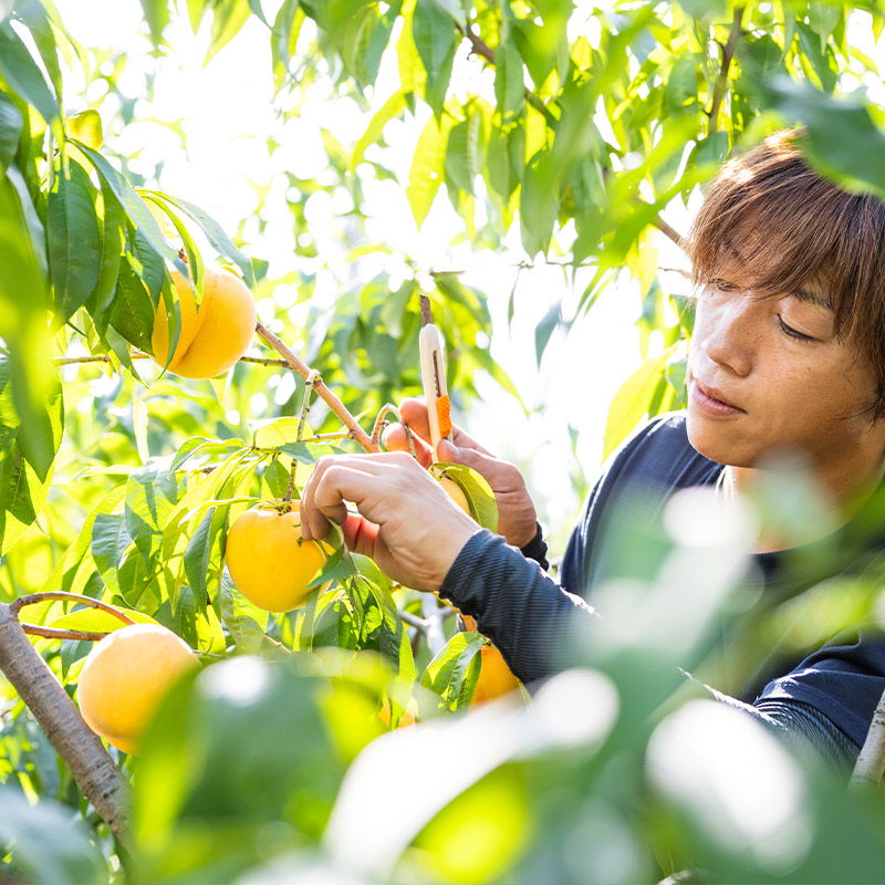 山形産 柔らかめ 「黄桃」 秀品 約2kg (5玉～8玉)【令和8年産