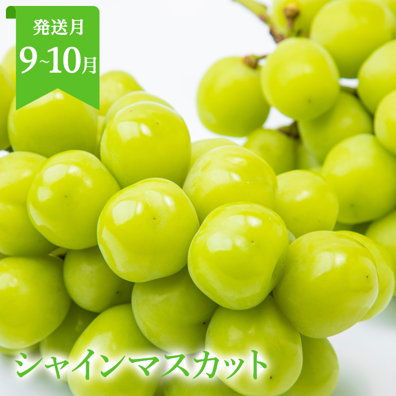 定期便5回】山形まるごと！人気のくだものベスト5 FZ25-958