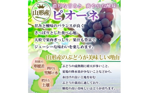 旬の桃と大粒ぶどうピオーネ 詰め合わせ 約3.5kg【令和8年産