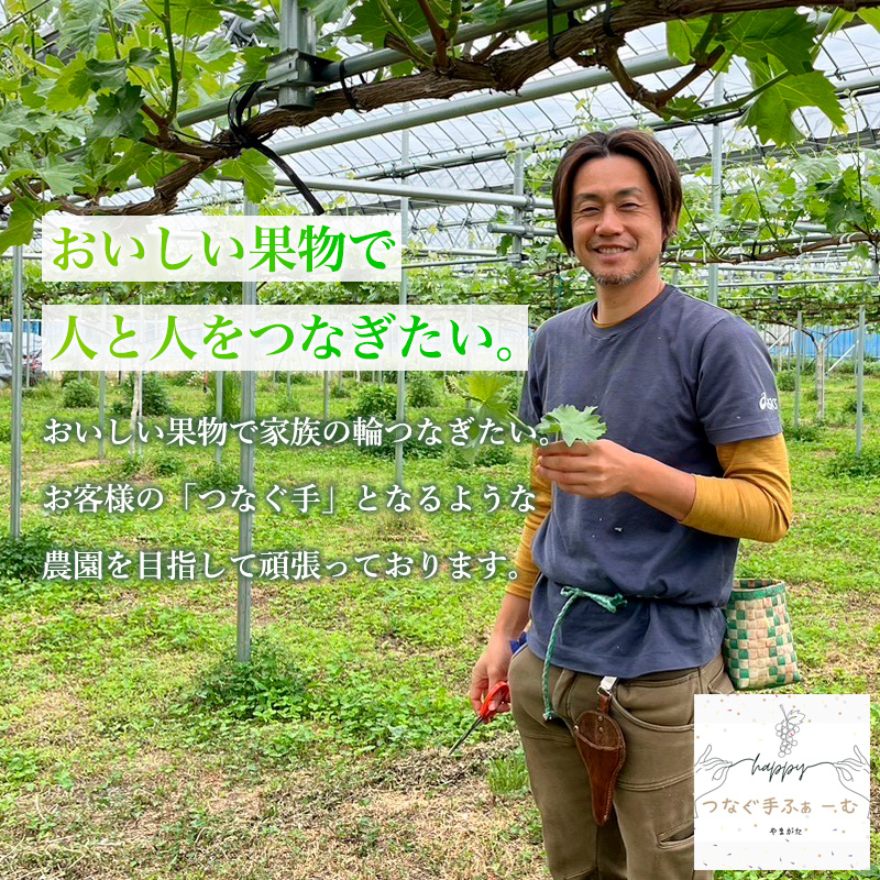 【家庭用】シャインマスカット 約1.4kg 2～3房 【令和8年産先