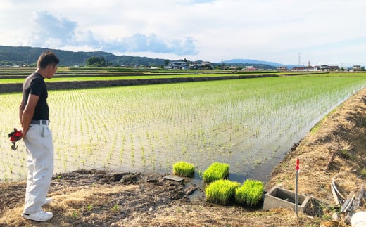 令和6年度産 山形産 「つや姫」5kg (玄米) 特別栽培米 8割減
