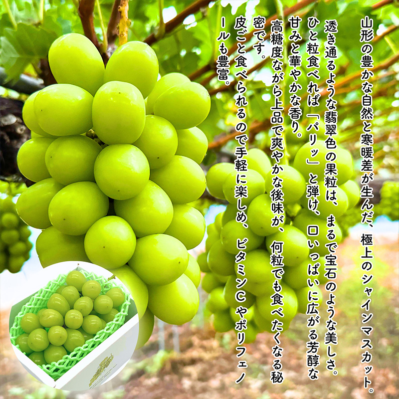 【定期便5回】やまがた果物歳時期 全5回定期便【令和8年産